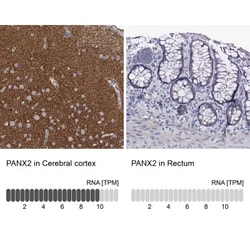 Pannexin-2 Antibody, Novus Biologicals 25 &mu;L, Unconjugated:Antibodies,